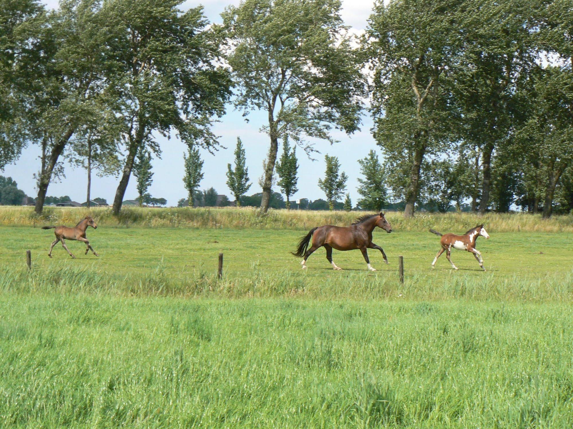 Groningen Buiten B&B Zuidhorn Exteriör bild